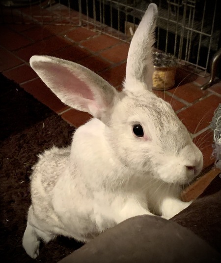 Lola