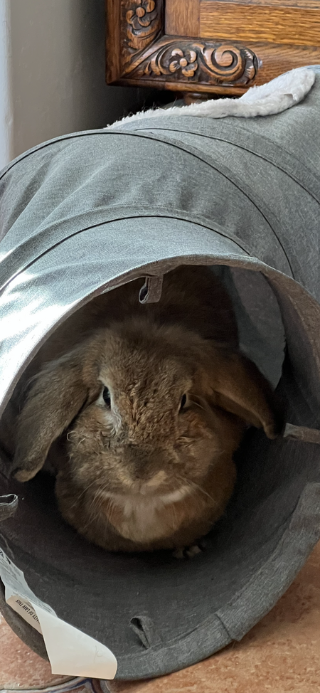 Lola