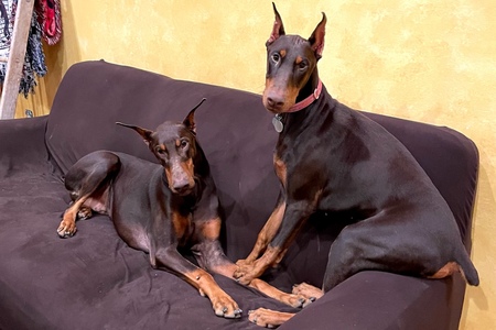 Dobie and Delilah sieger