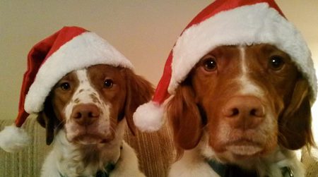 Buster (left) and Badger (right) say, "Merry Christmas to ALL!" Support rescues!