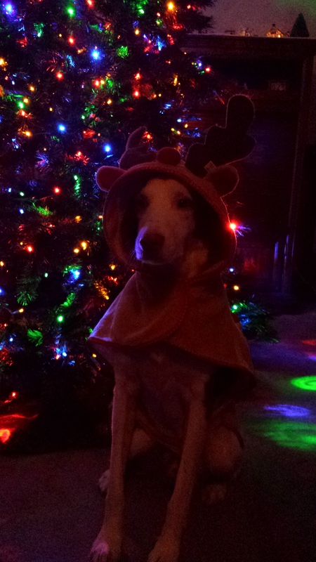 Marley