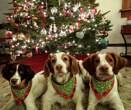 L to R (Tibby, Holly, Fenny)