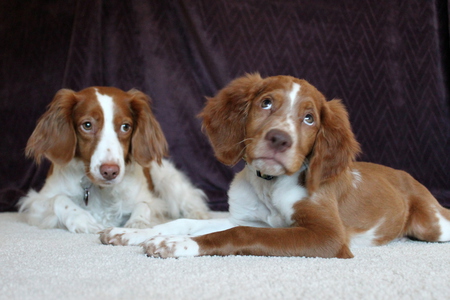 Pixel and Finnigan