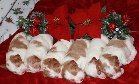 Sweet Christmas Puppies