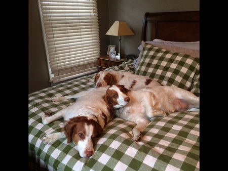 Cooper,Molly and charley fort