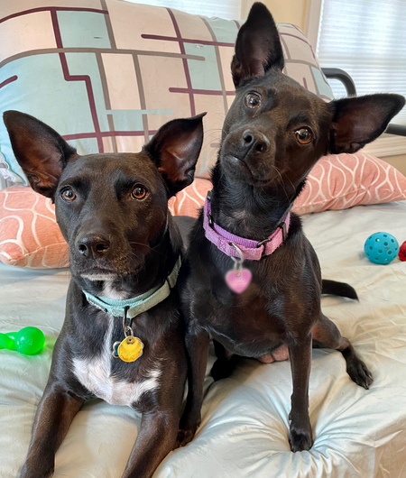 Frankie & Luna 