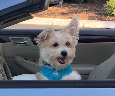 Piper
