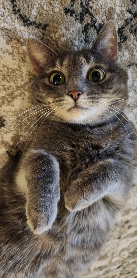 Mazie
