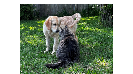 Isabella (GRRNT Foster)