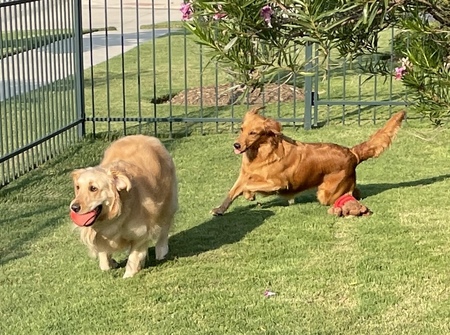 Chloe (previously Gracie) and Maggie (current foster)