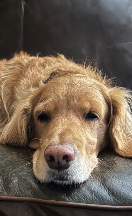 Duke 