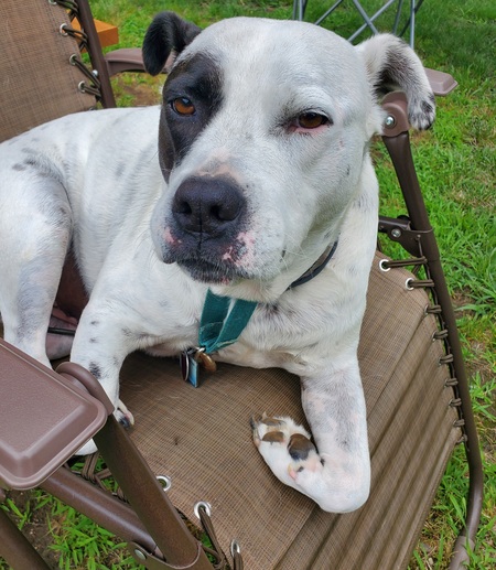 Odie (in loving memory)