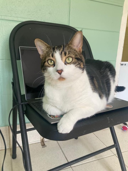 Felix (Adoptable at PARL)