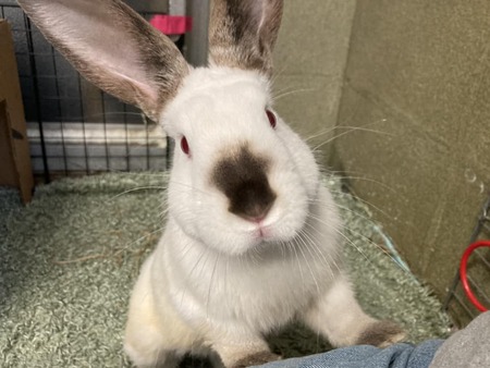 Alabaster (Adoptable at PARL)