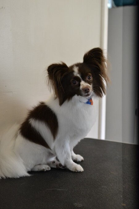Gizmo