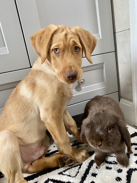 Ozzy (dog) & Winston (bunny)