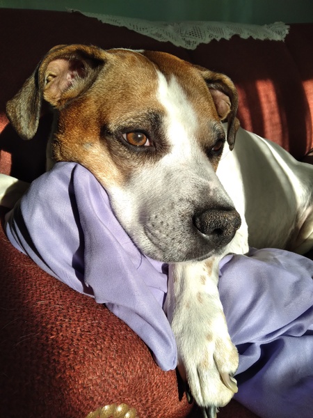 MAYA (a PARL rescue)