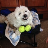 Entry image for Sammy