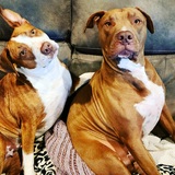 Entry image for Mamas & Tank