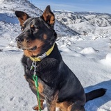 Entry image for Zeke