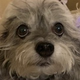 Entry image for Ralphie