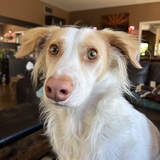 Entry image for Falkor