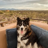 Entry image for Cosmo