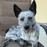 Entry image for Daisy
