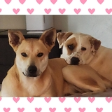 Entry image for Kimber and Nova