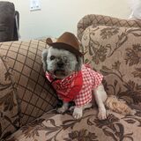 Entry image for Buster