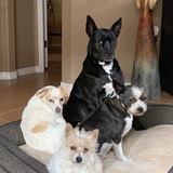 Entry image for Chance Mandy LuLu Schatzi 