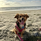 Entry image for Lady  (First visit to the Beach!)