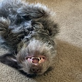 Entry image for Zoe