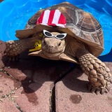 Entry image for Cat (the Sulcata tortoise) 