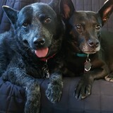 Entry image for Max and Ivy