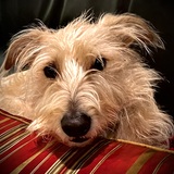 Entry image for Walter
