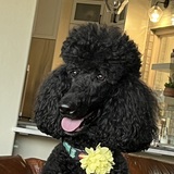Entry image for Cassidy