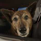 Entry image for Bindi
