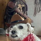 Entry image for Chester