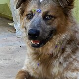 Entry image for Lucy