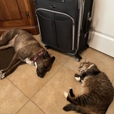 Entry image for Sadie & Boots