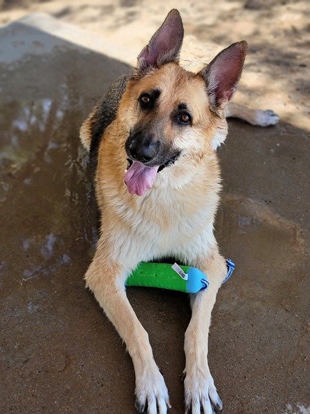 Entry image for Zeus. Clicking this image will show a larger photo