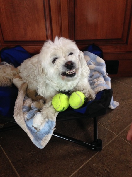 Entry image for Sammy. Clicking this image will show a larger photo