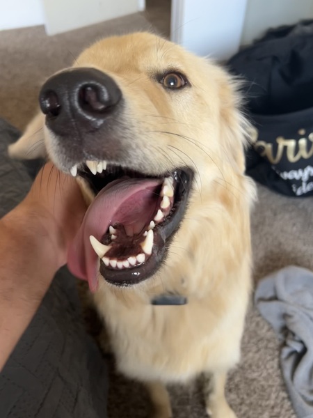 Entry image for Winston. Clicking this image will show a larger photo