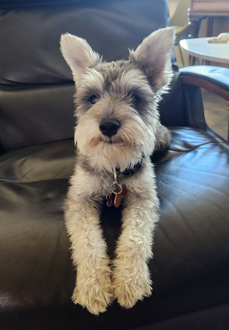 Entry image for Coco. Clicking this image will show a larger photo