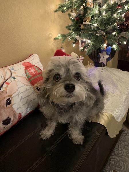 Entry image for Ralphie. Clicking this image will show a larger photo