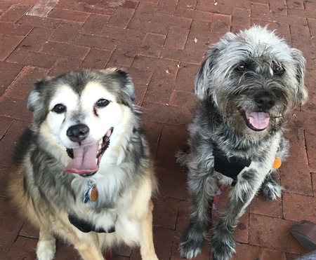 Entry image for Bella & Sawyer . Clicking this image will show a larger photo