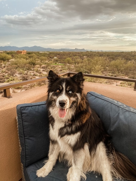 Entry image for Cosmo. Clicking this image will show a larger photo