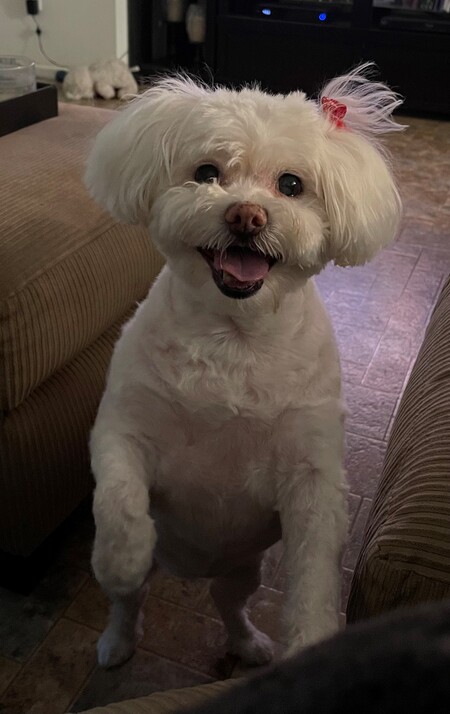 Entry image for Bella. Clicking this image will show a larger photo