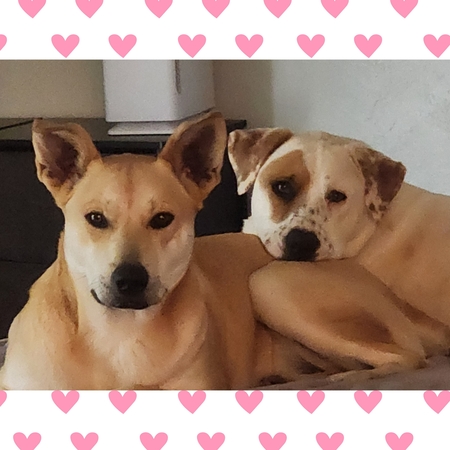 Entry image for Kimber and Nova. Clicking this image will show a larger photo
